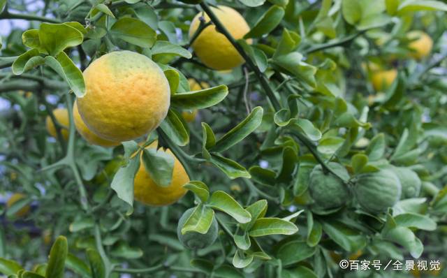 药材积实 - 2020年最新商品信息聚合专区 - 百度爱采购